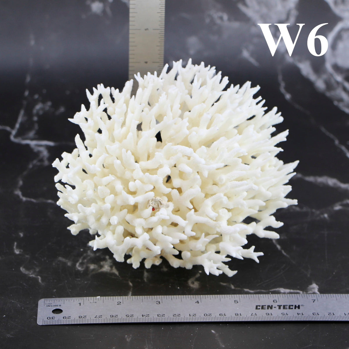 Birdsnest Coral 5-7"