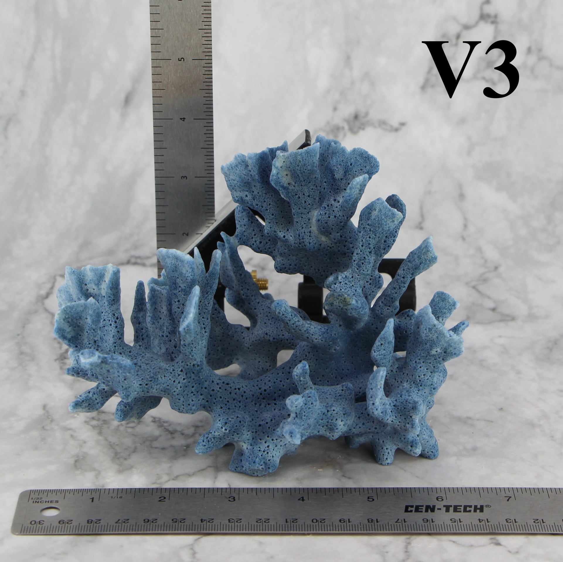 Coral azul de 5 a 7 pulgadas
