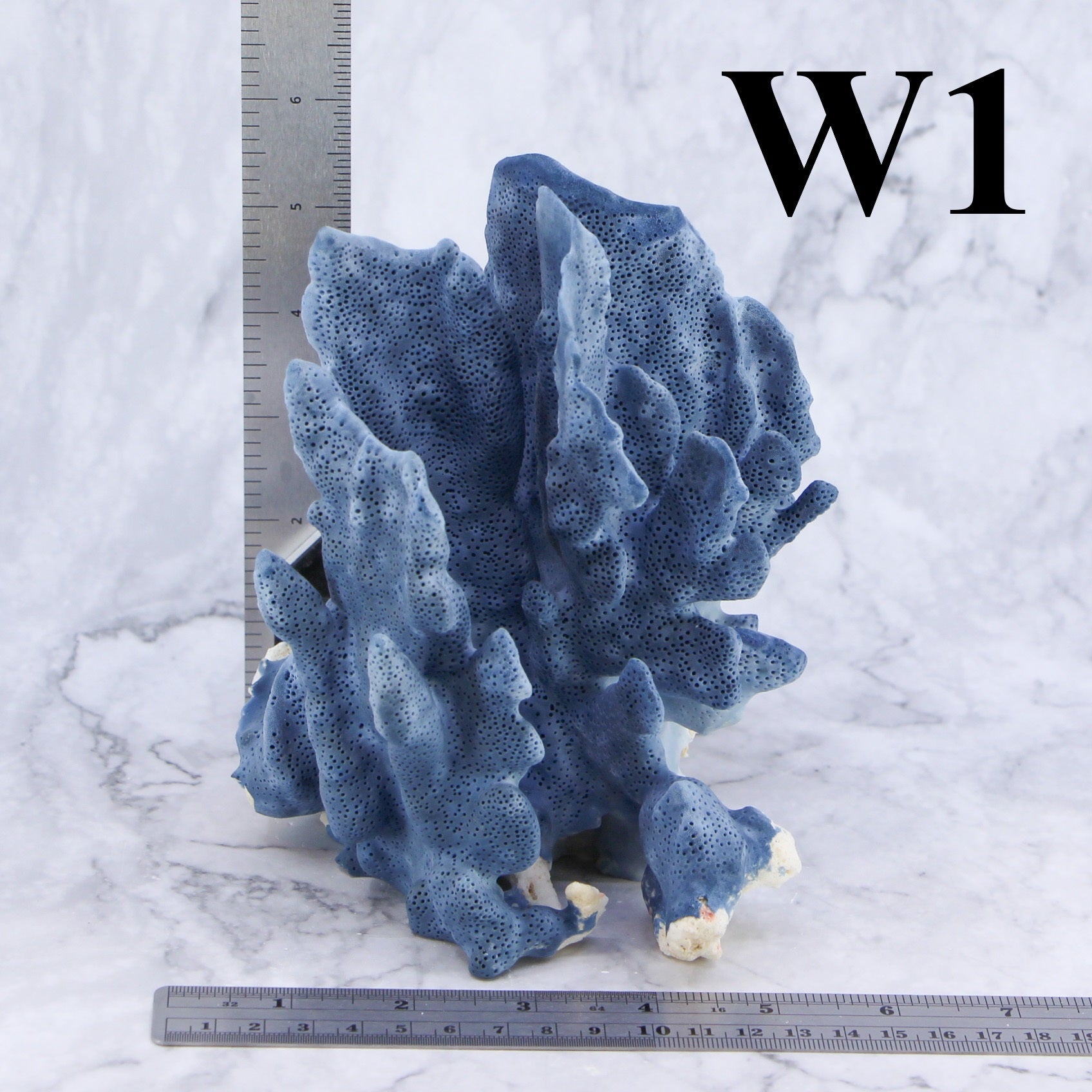Coral azul de 5 a 7 pulgadas