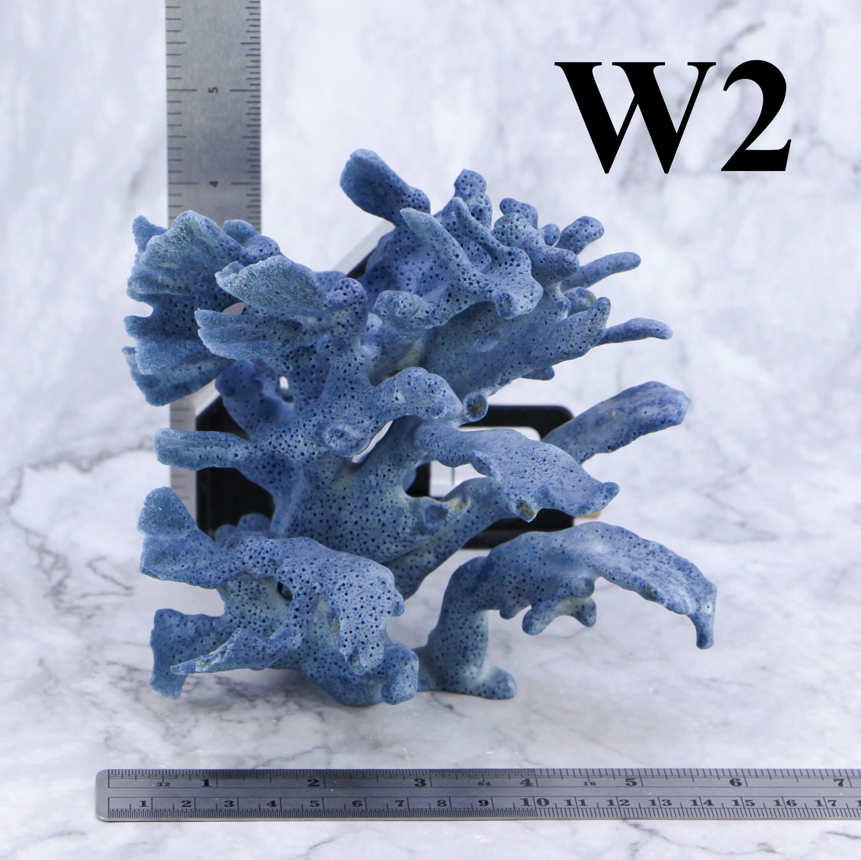 Coral azul de 5 a 7 pulgadas