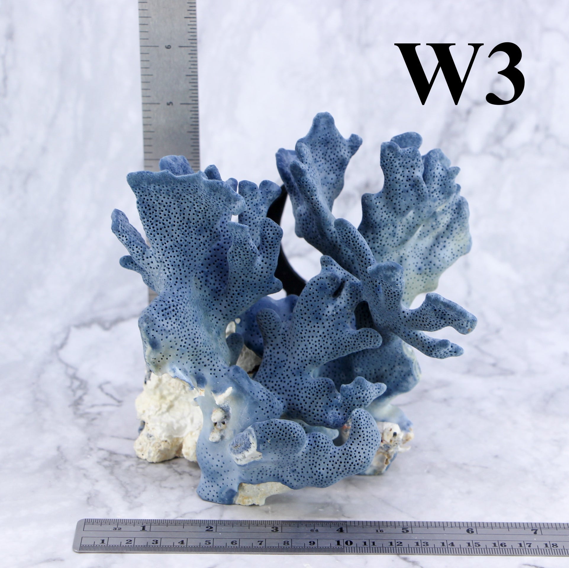 Coral azul de 5 a 7 pulgadas