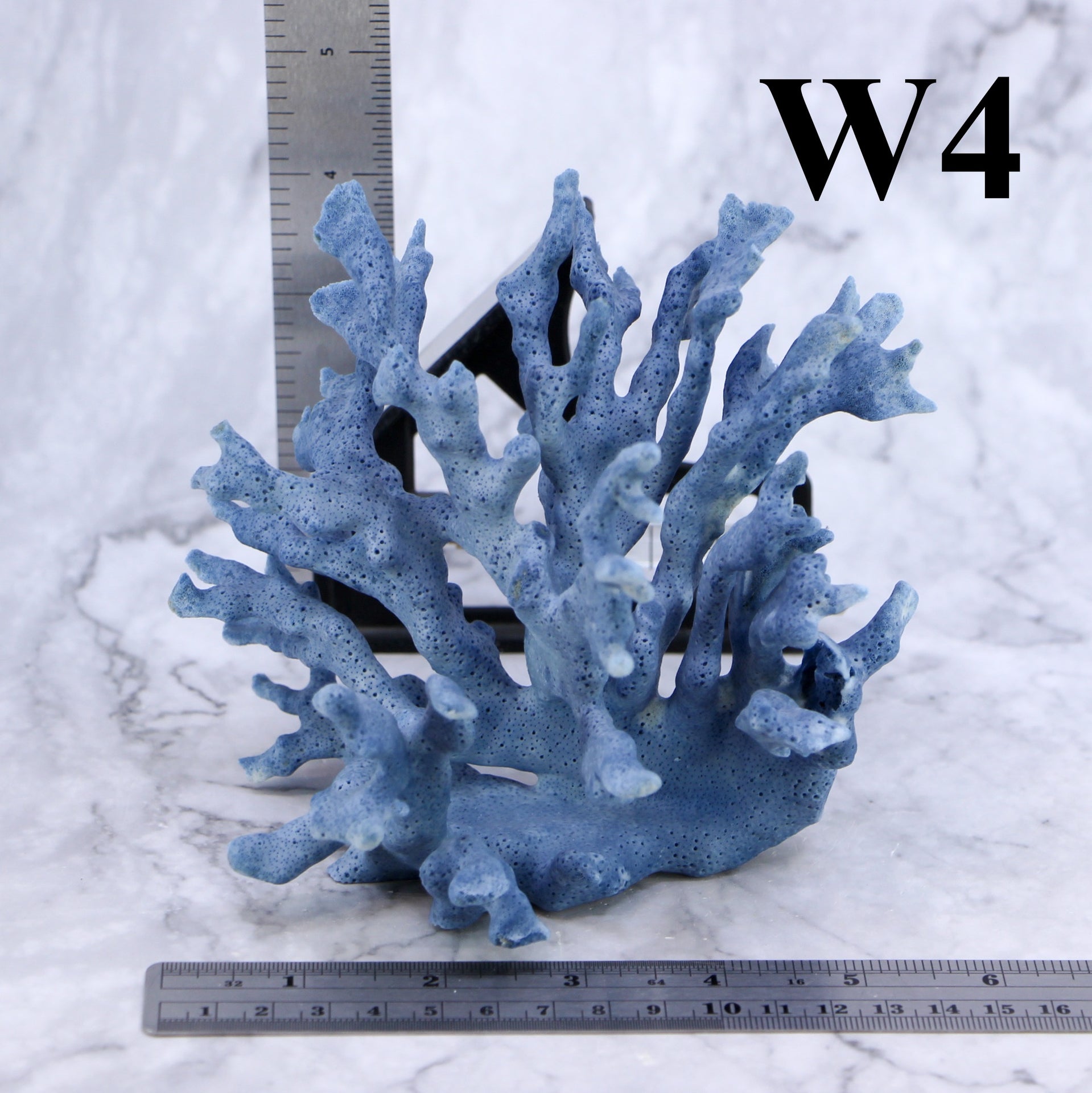 Coral azul de 5 a 7 pulgadas