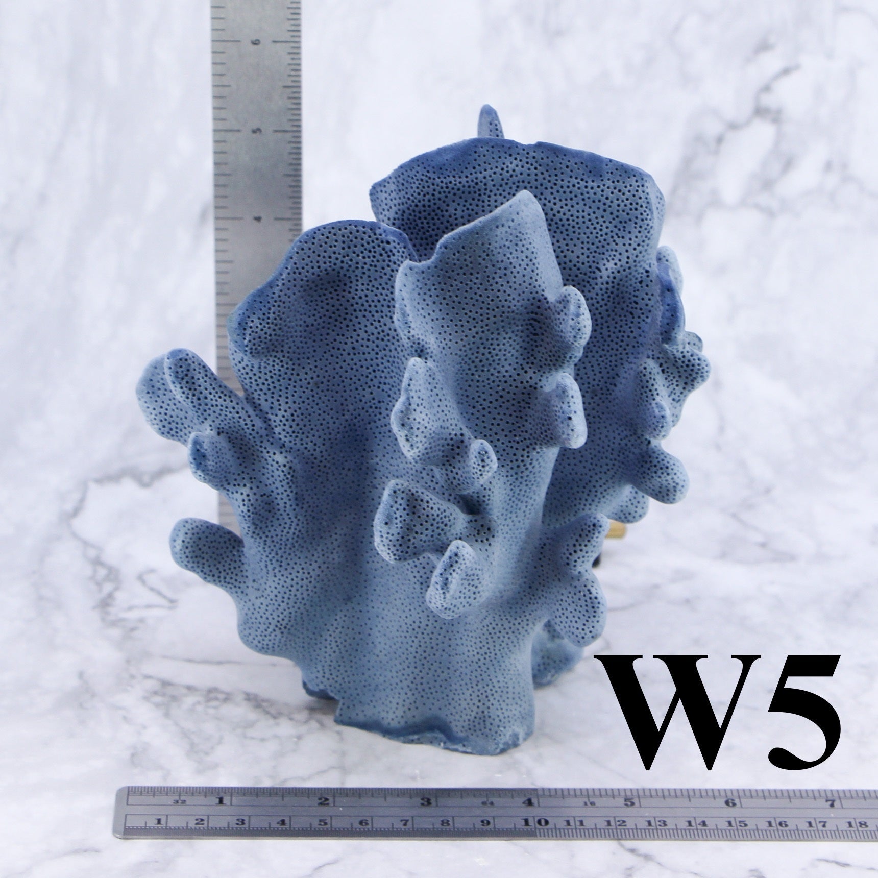 Coral azul de 5 a 7 pulgadas