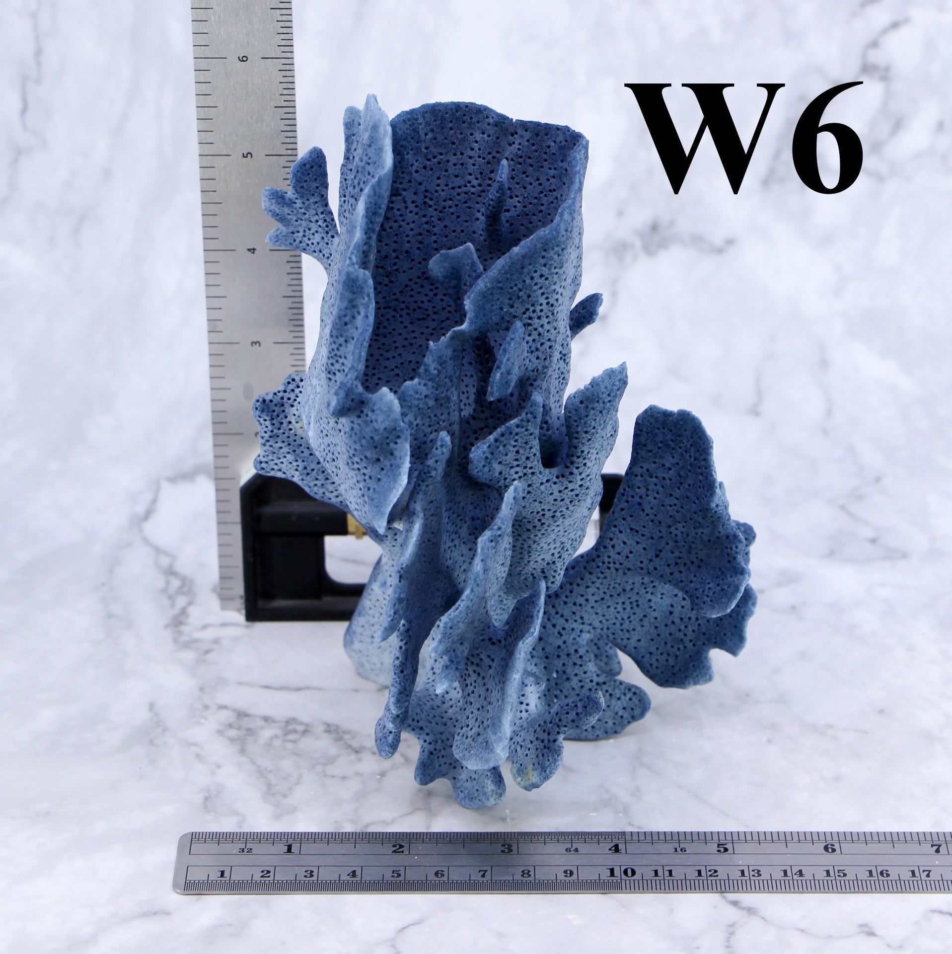 Coral azul de 5 a 7 pulgadas
