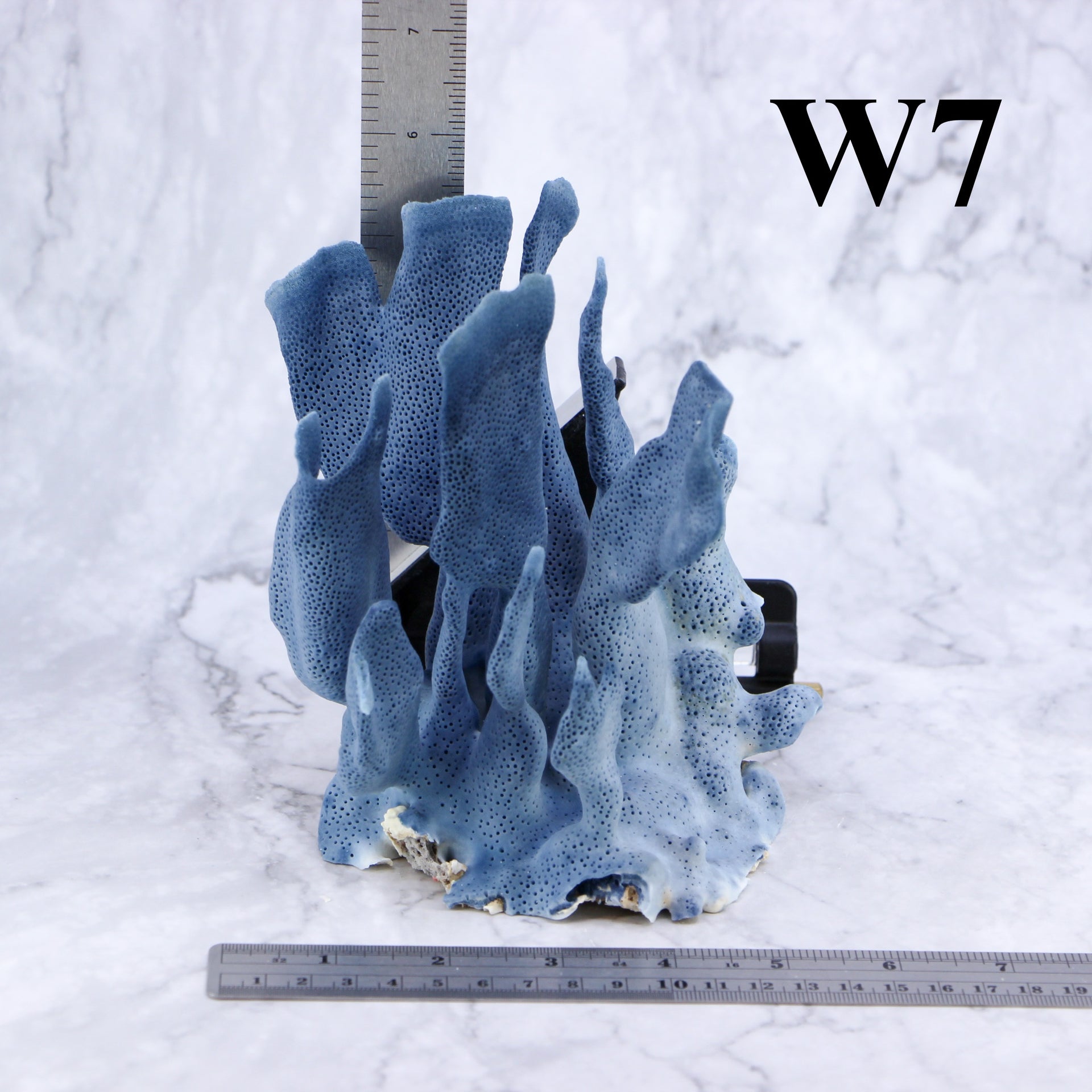Coral azul de 5 a 7 pulgadas