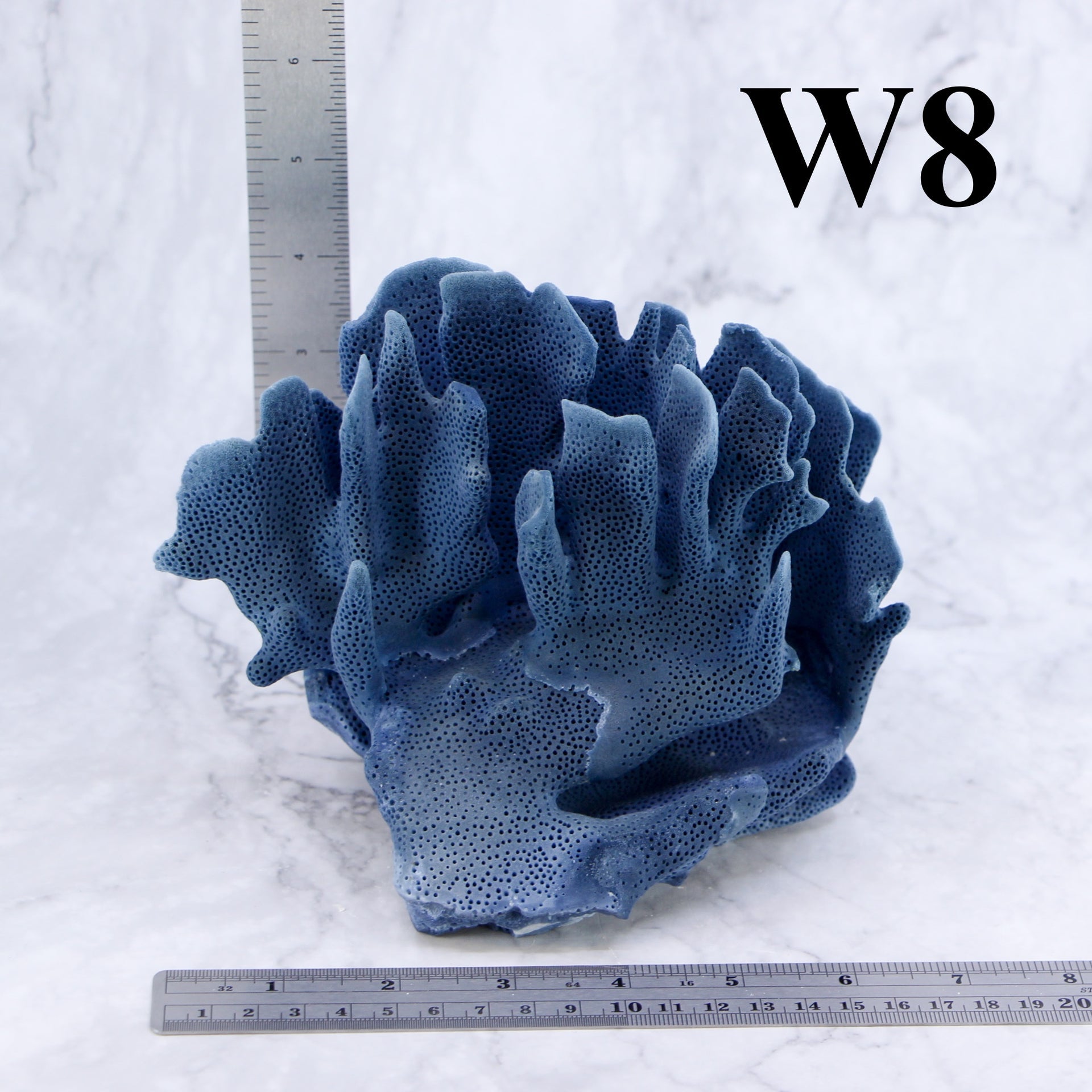 Coral azul de 5 a 7 pulgadas