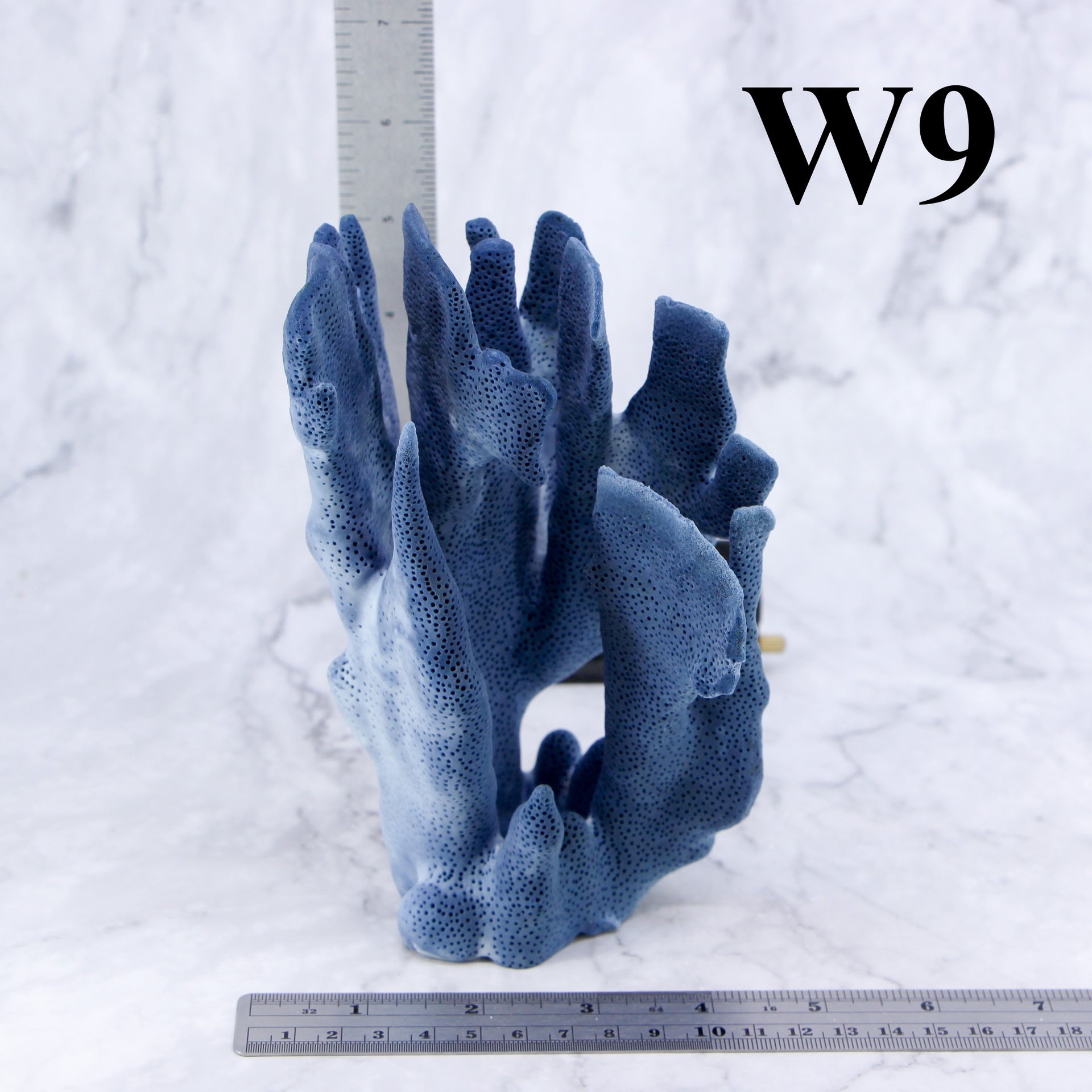 Coral azul de 5 a 7 pulgadas