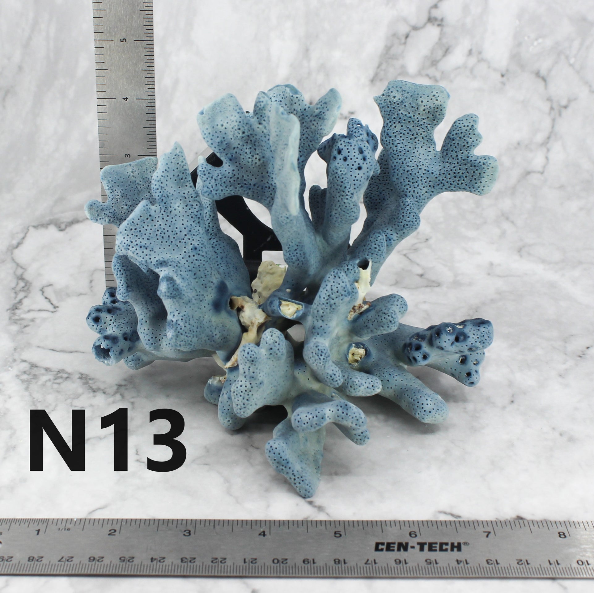 Blue Coral 5-7"