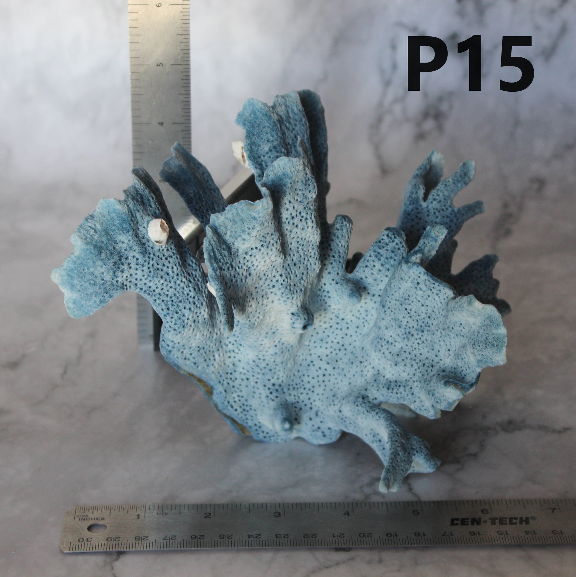 Blue Coral 5-7"
