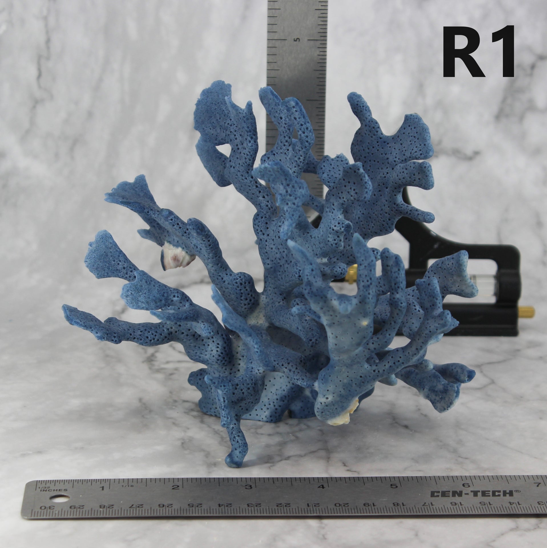 Blue Coral 5-7"