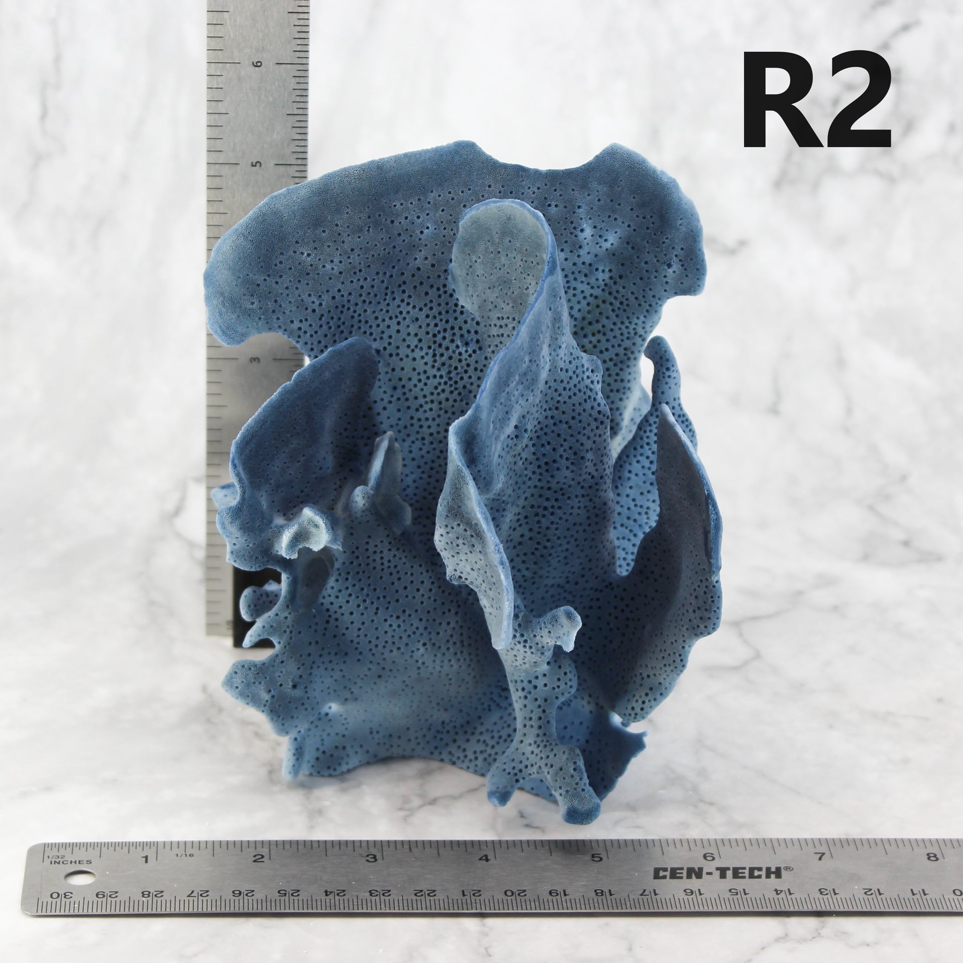 Blue Coral 5-7"