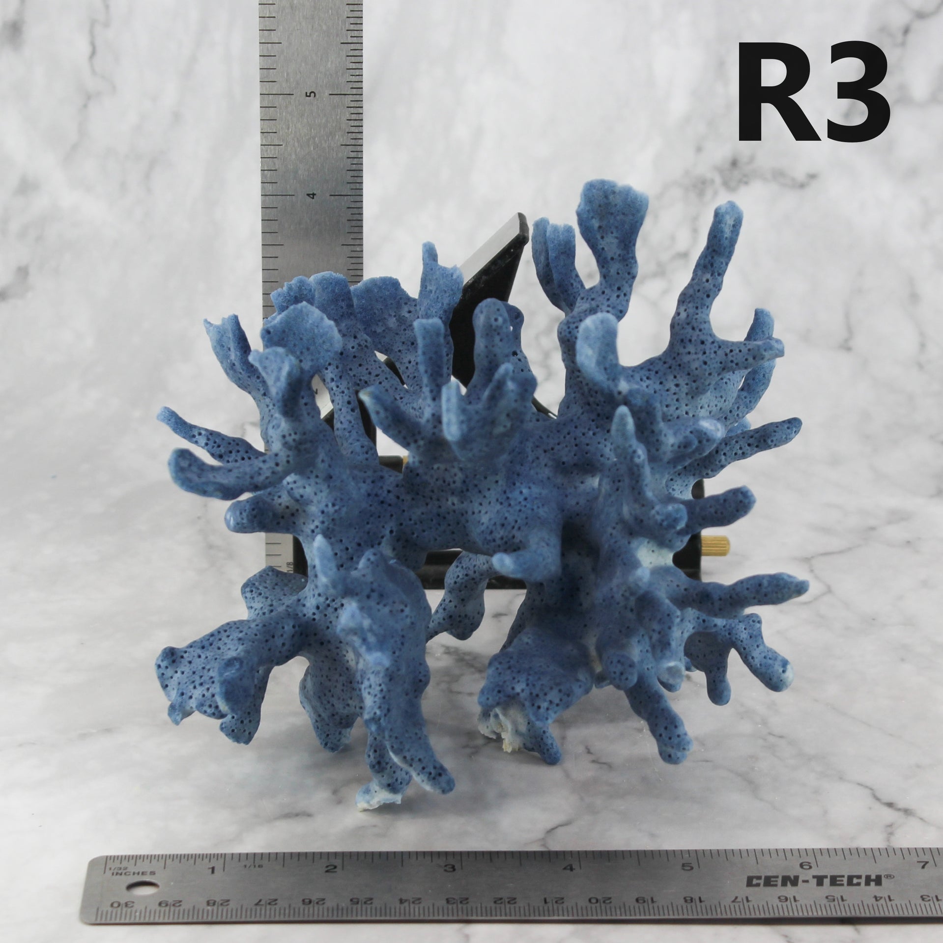 Blue Coral 5-7"