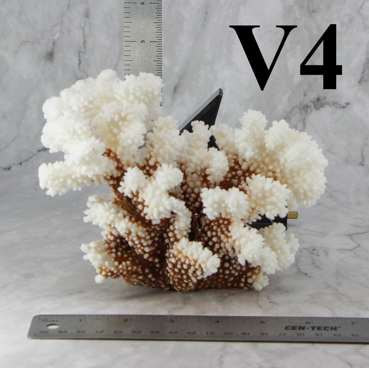 Brownstem Coral 5-7"
