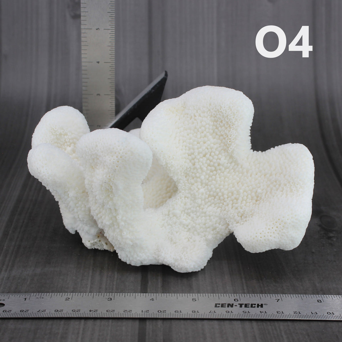 Catspaw Coral 5-7"