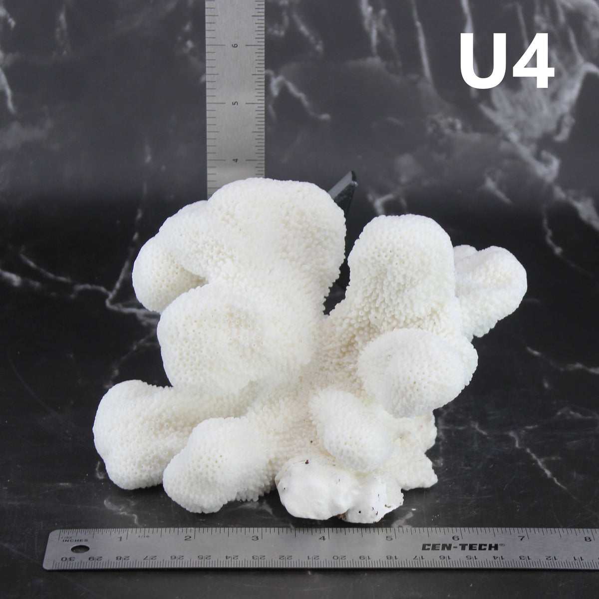 Catspaw Coral 5-7"