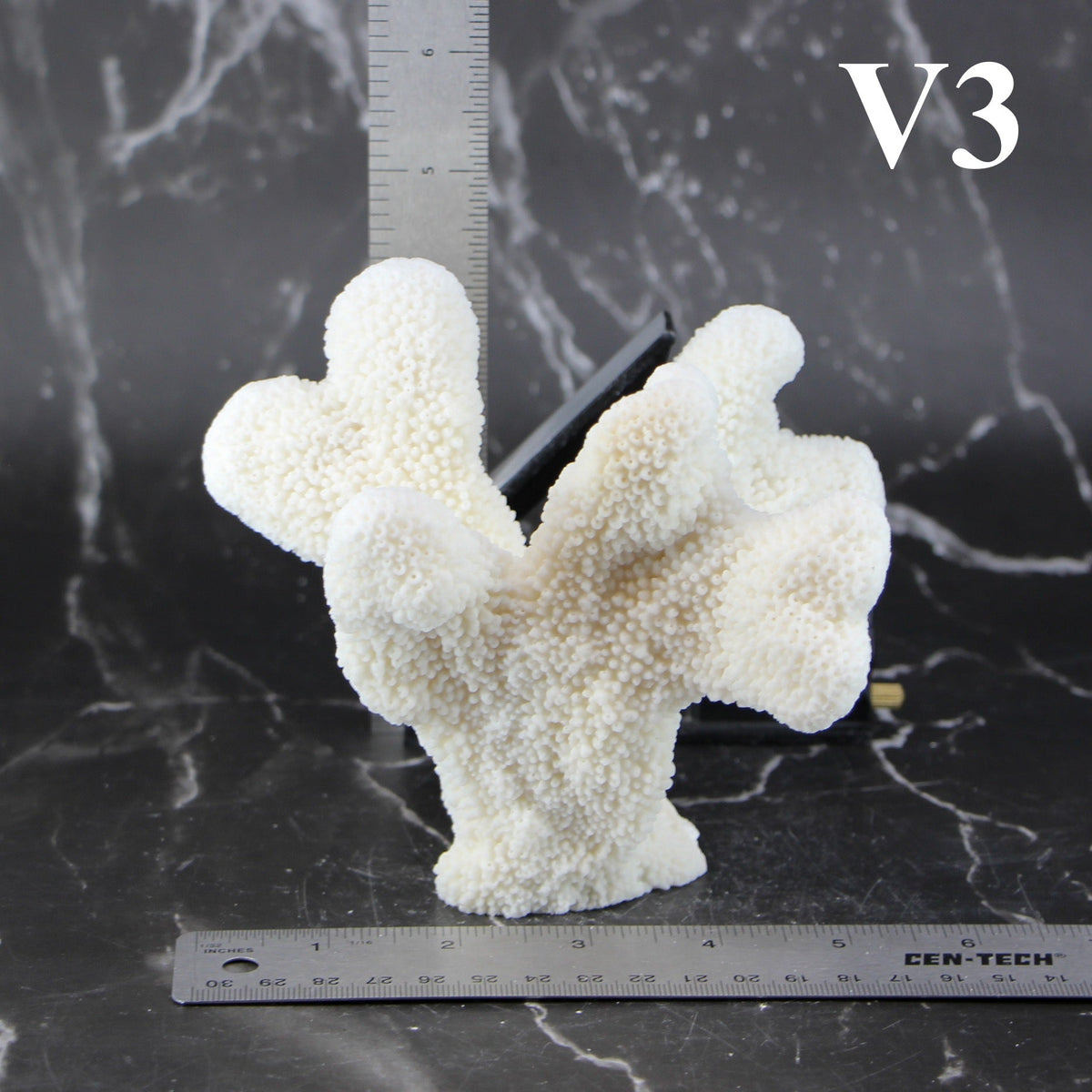 Catspaw Coral 5-7"
