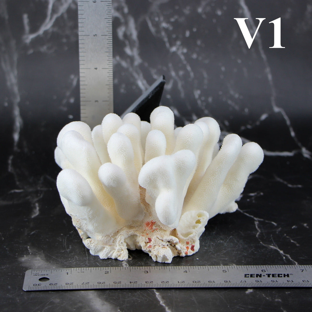 Elkhorn Coral 5-7"