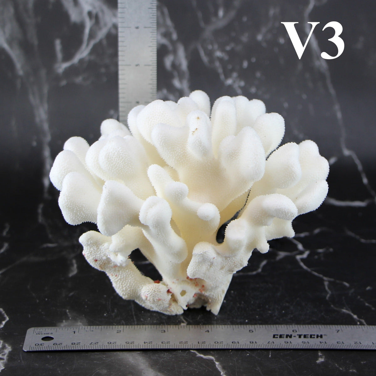 Elkhorn Coral 5-7"