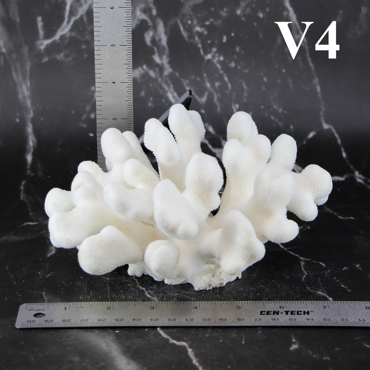 Elkhorn Coral 5-7"