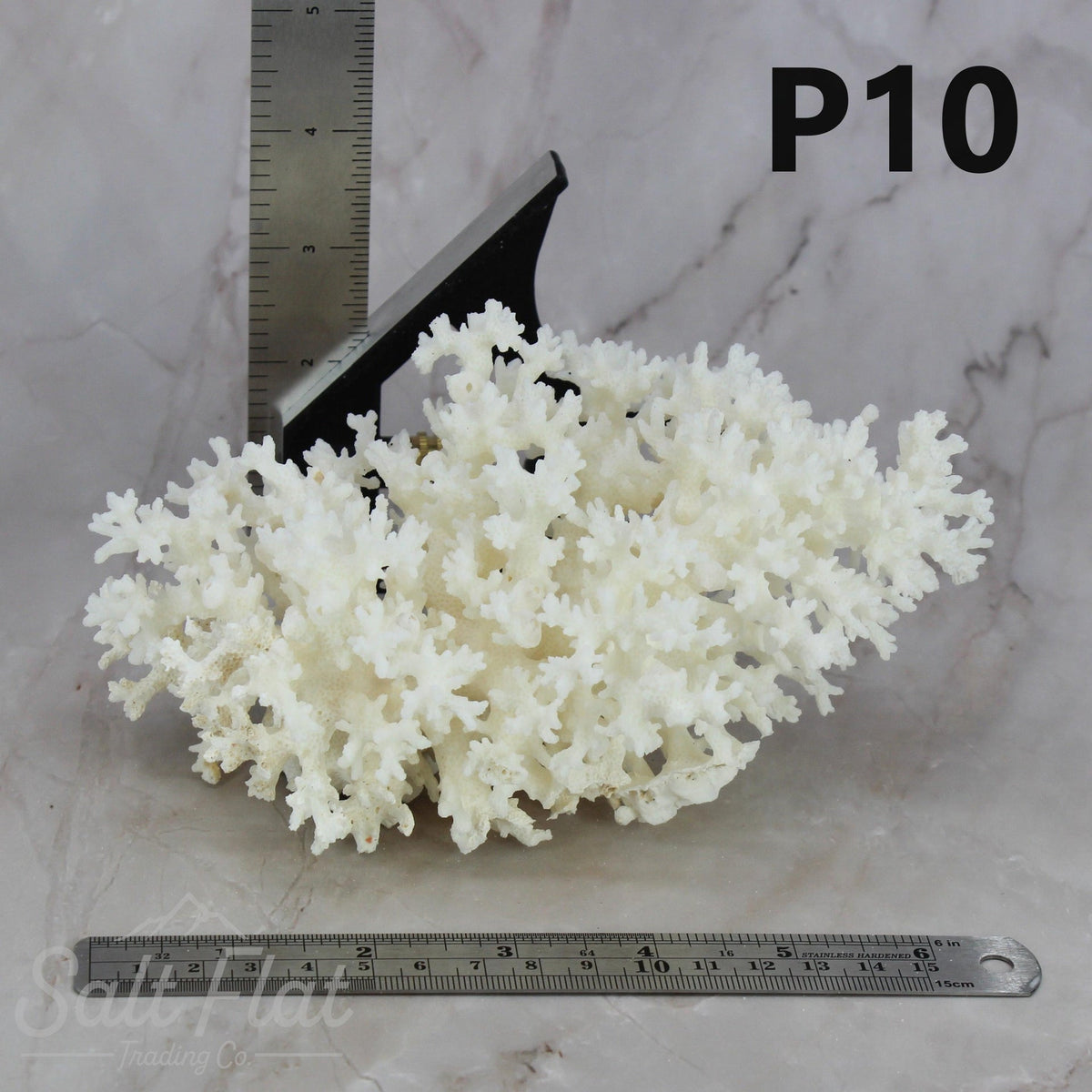 Lace Coral 5-7"