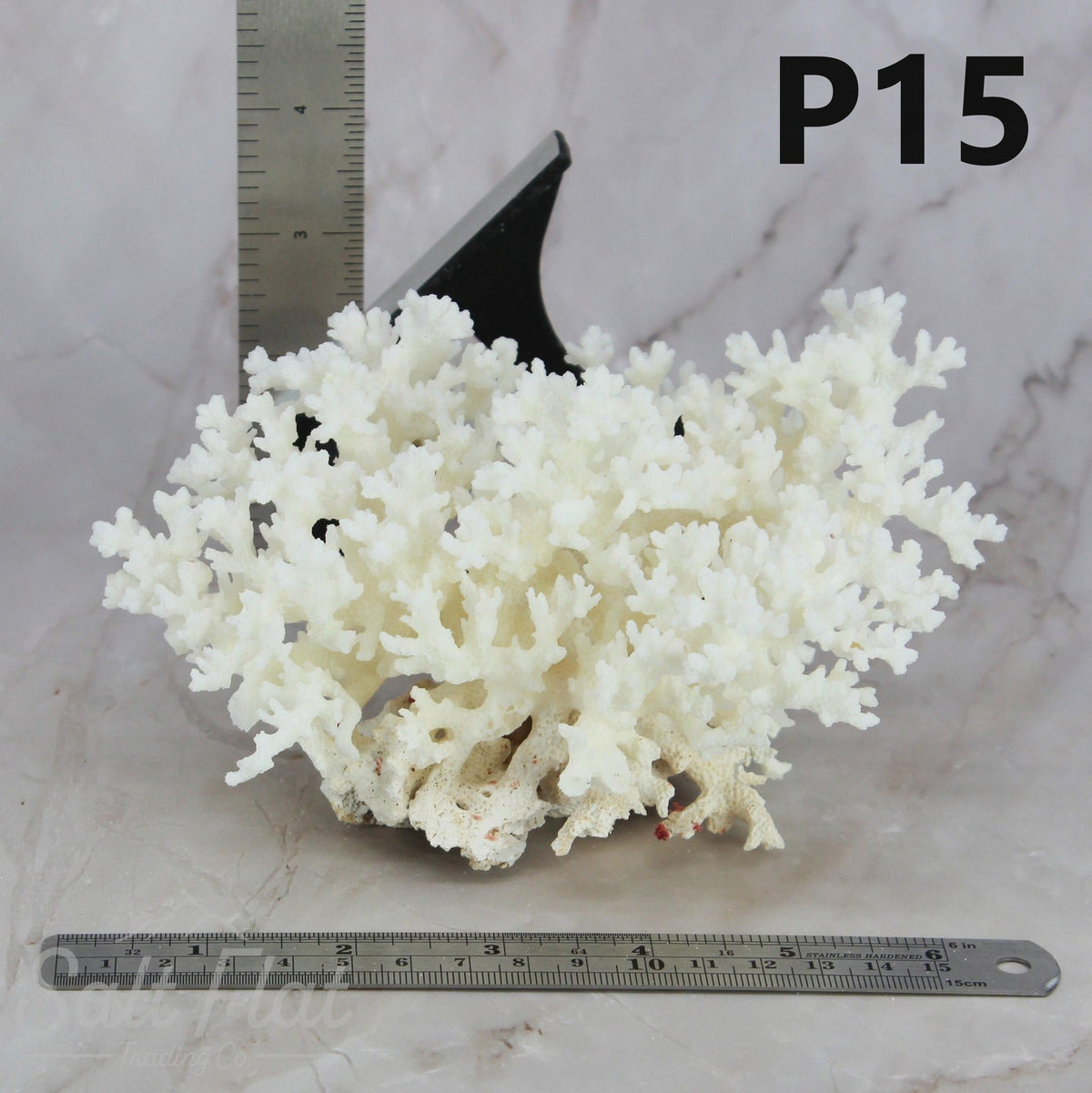 Lace Coral 5-7"