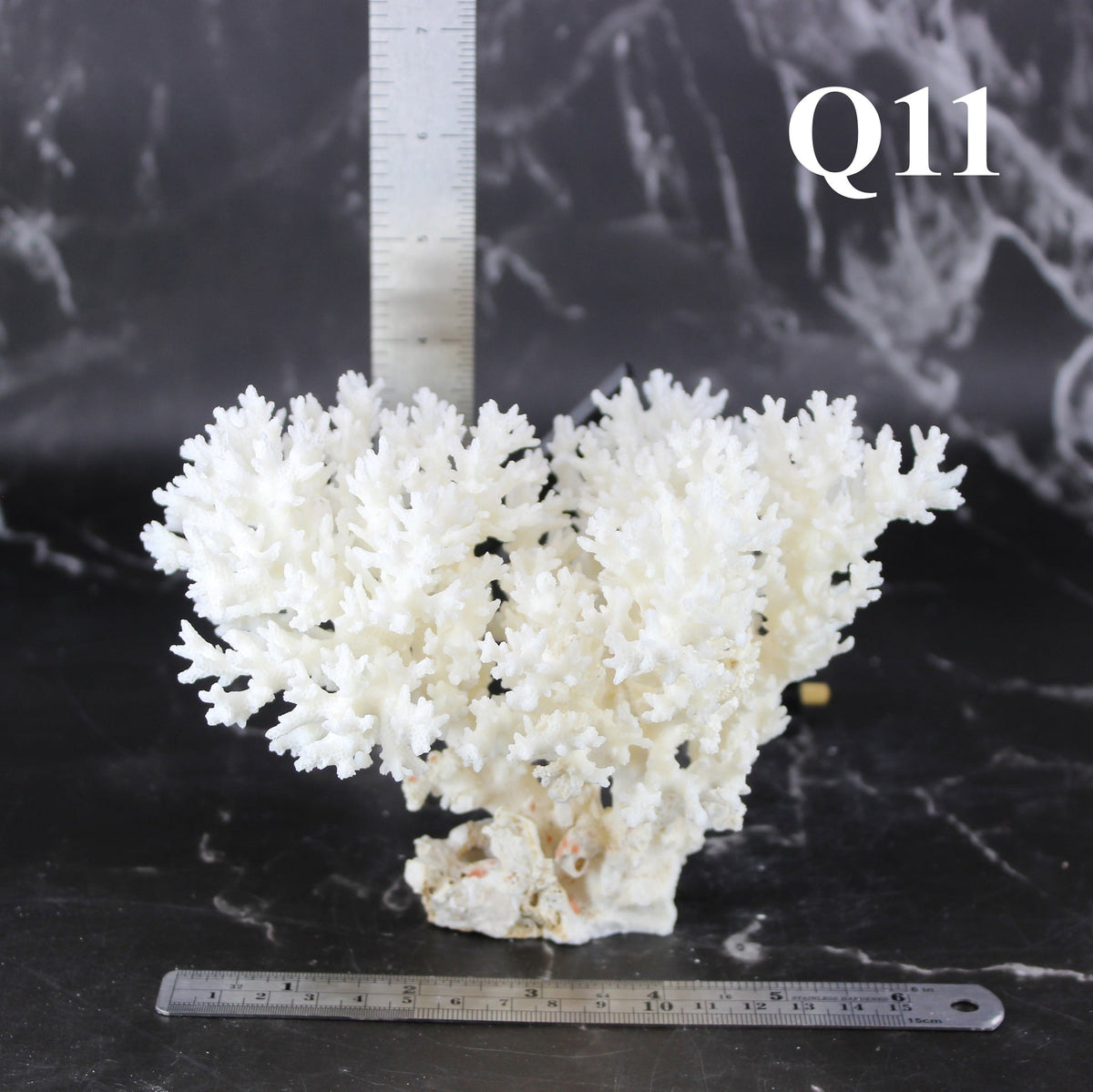 Lace Coral 5-7"