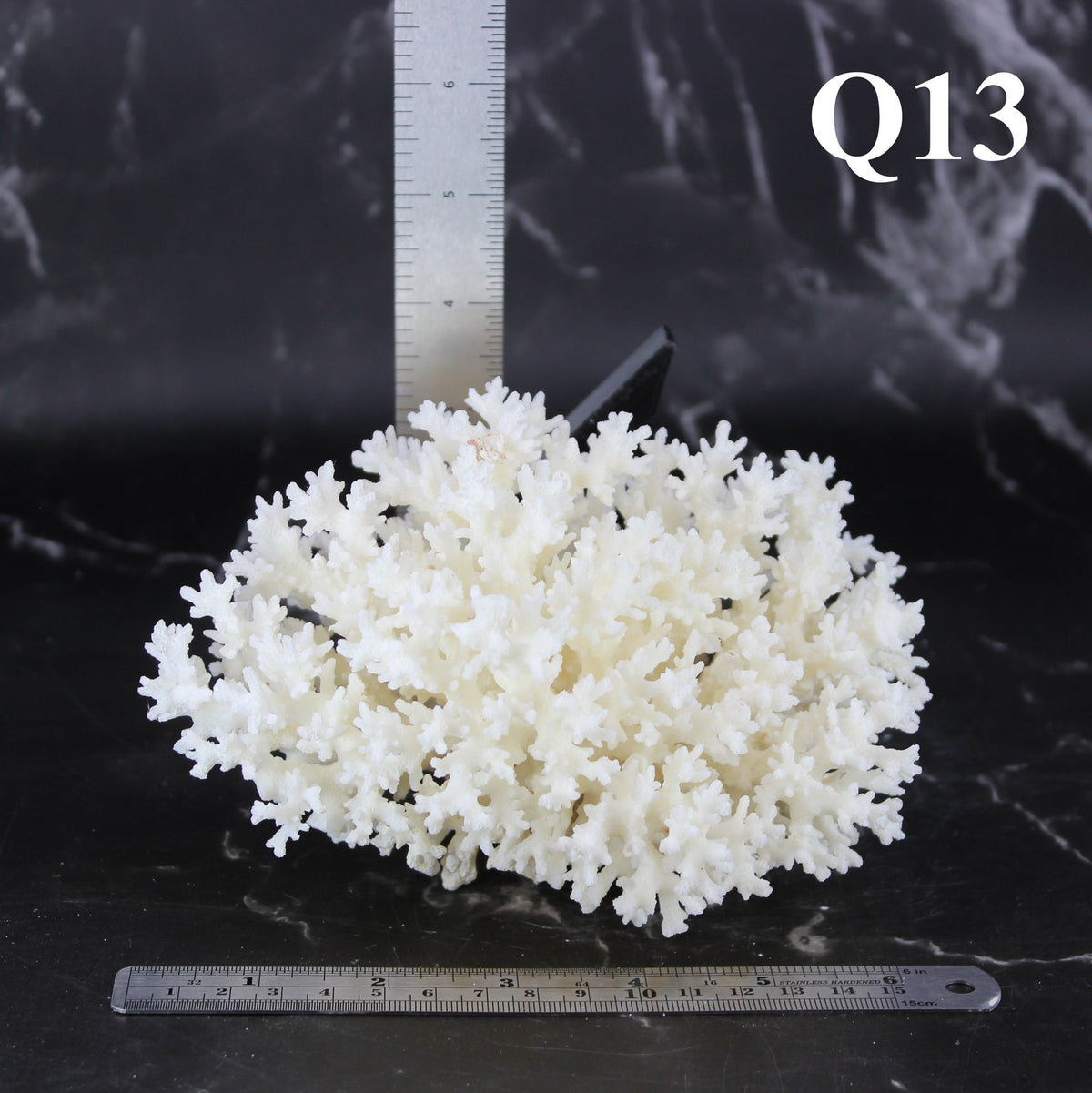 Lace Coral 5-7"