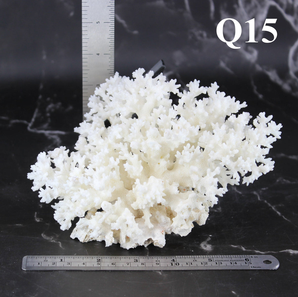 Lace Coral 5-7"