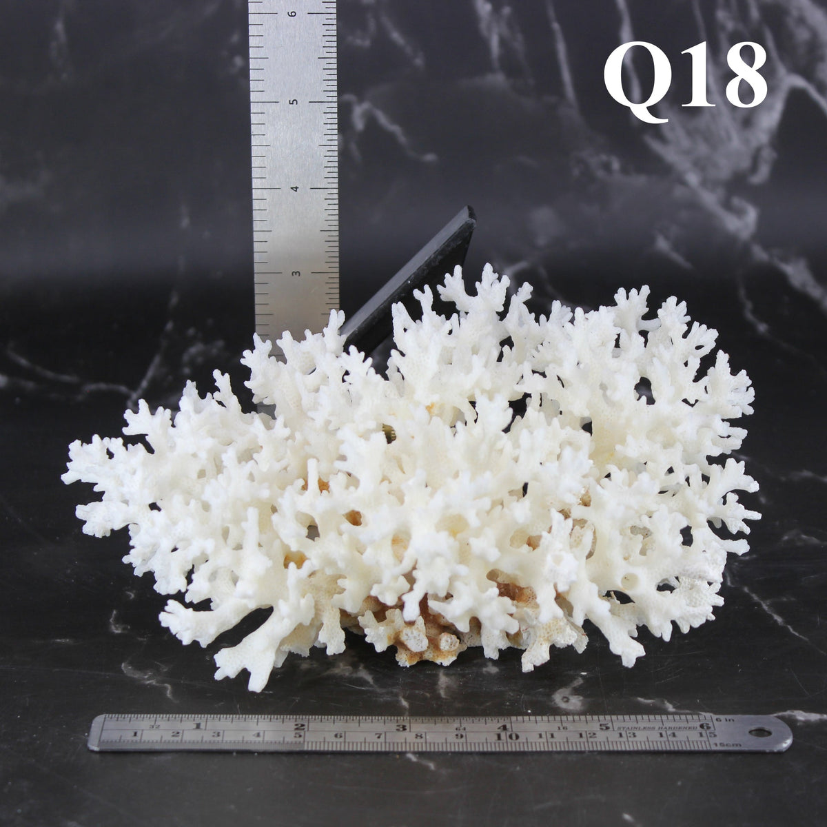 Lace Coral 5-7"