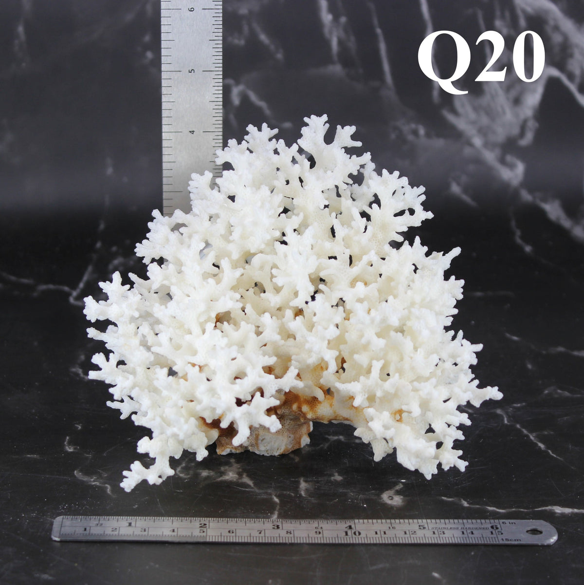 Lace Coral 5-7"