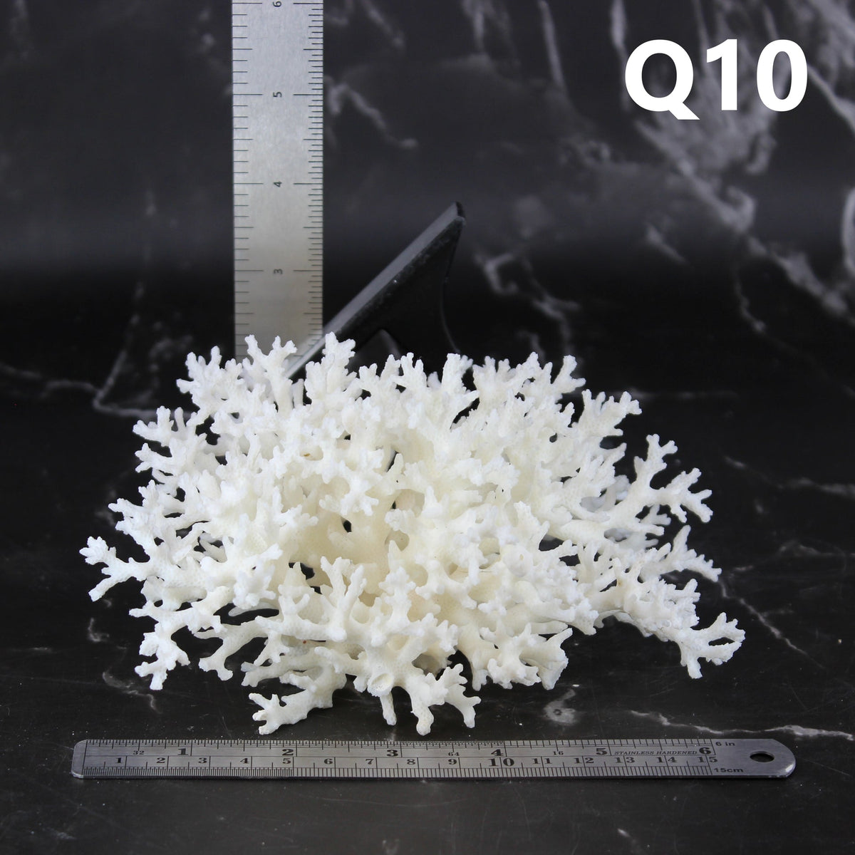 Lace Coral 5-7"