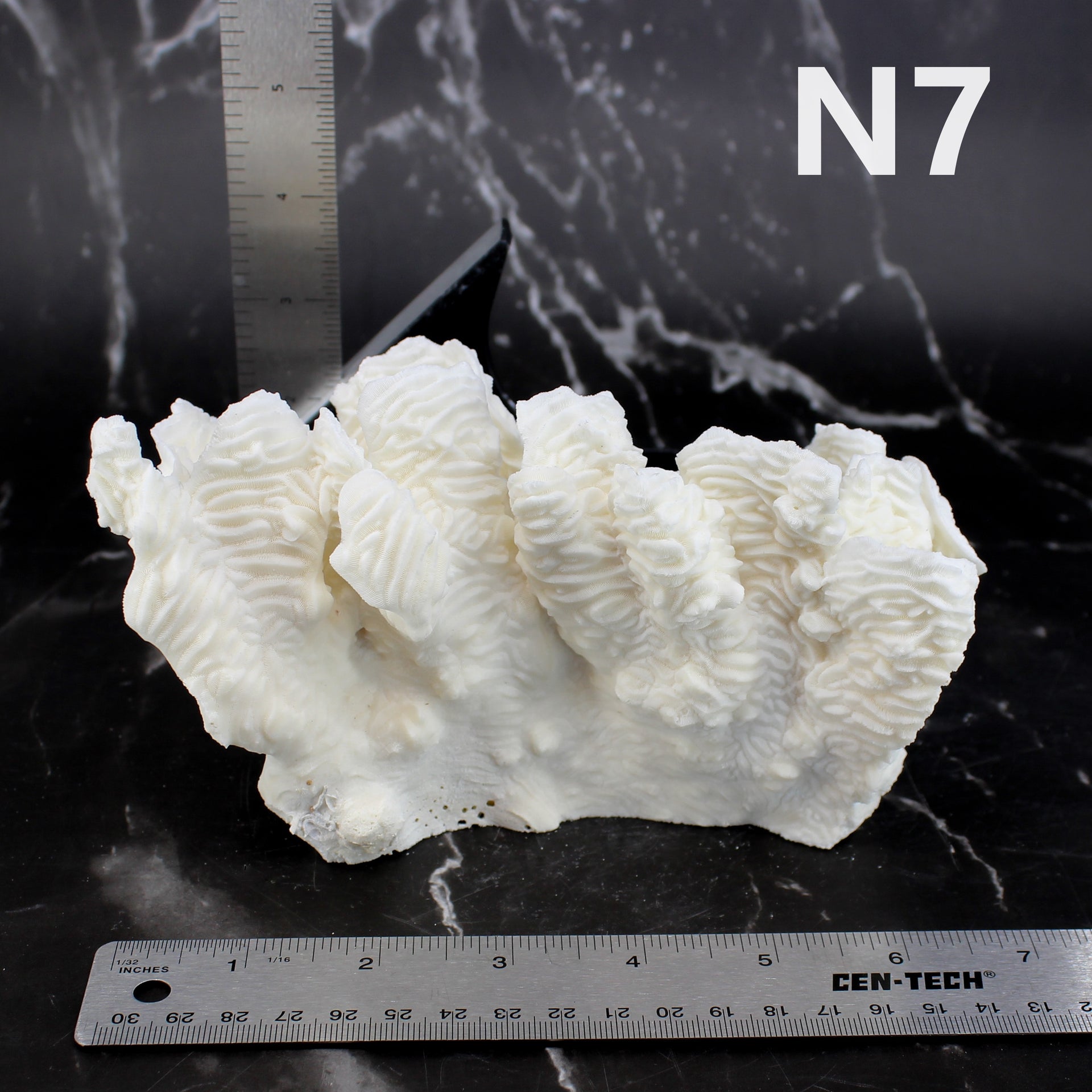 Coral rugosa de 5 a 7 pulgadas