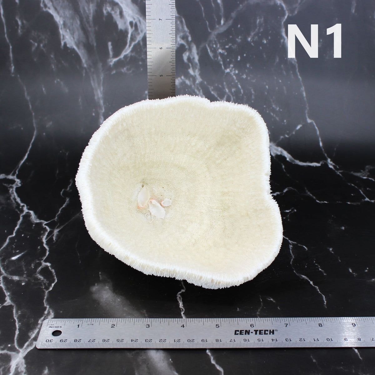 Coral Bowl 6-8"