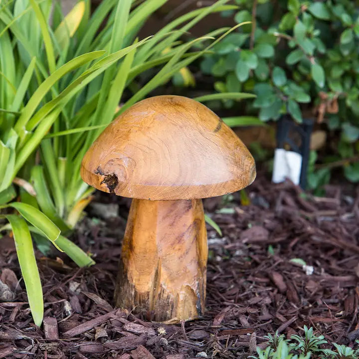 Teak Root Mushrooms