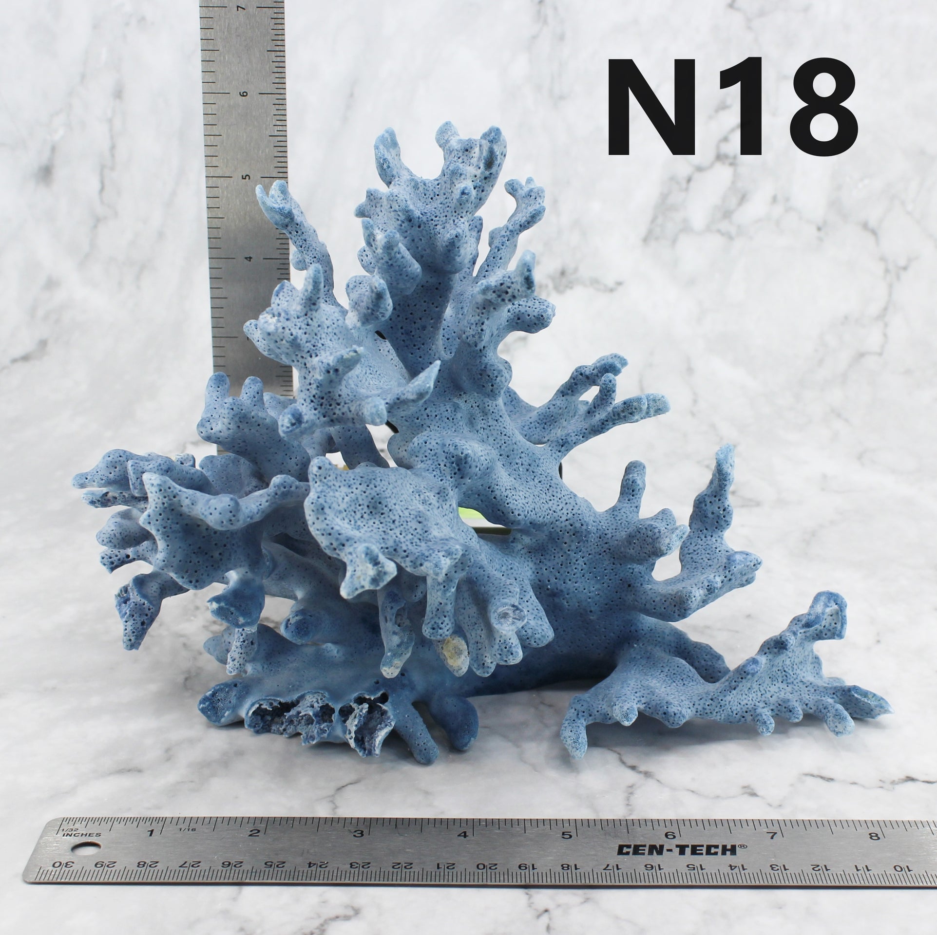 Blue Coral 7-10"