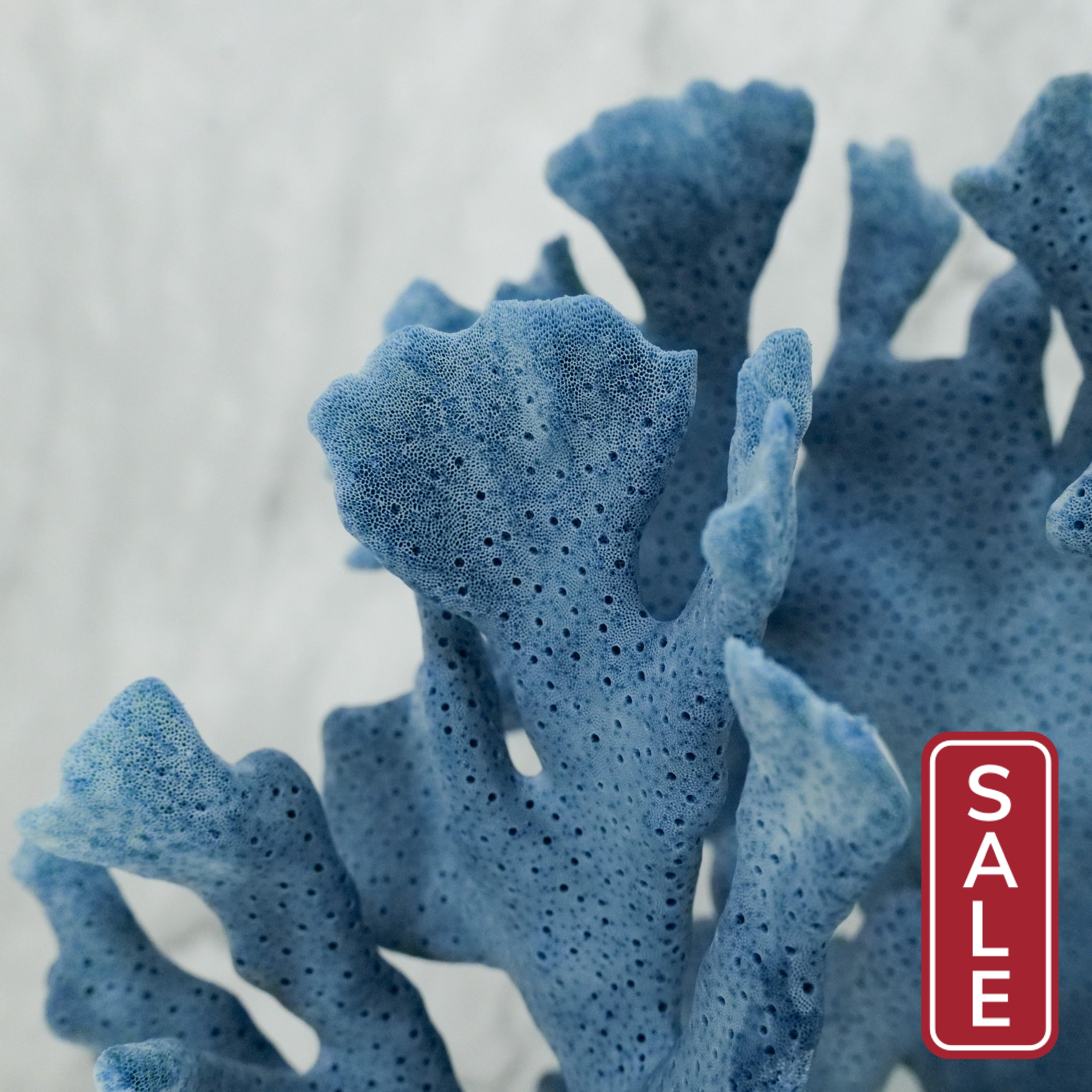 Blue Coral 7-10"