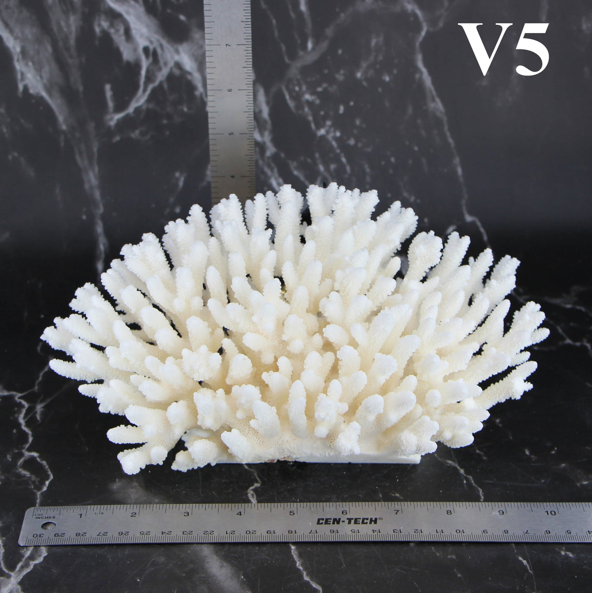 Table Coral 7-10"