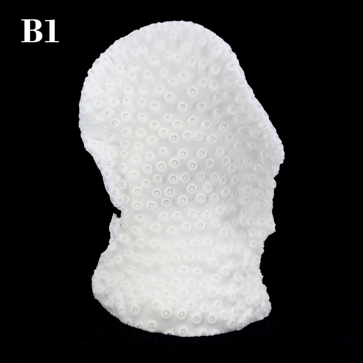 Cup Black Coral 7-10"