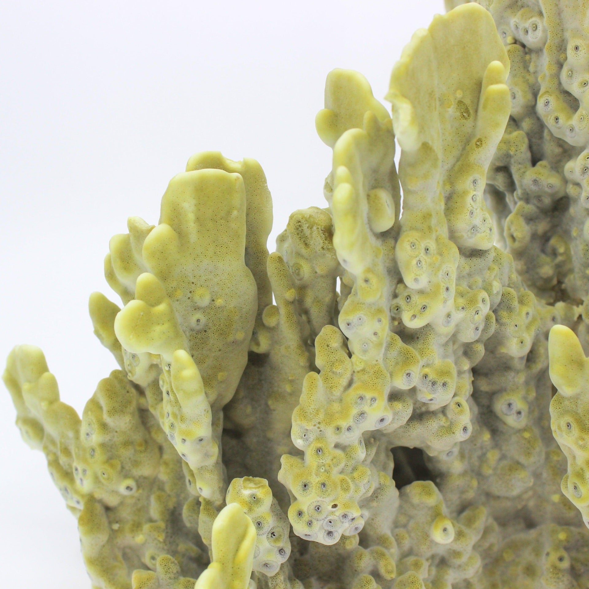 Fire Slab Coral 7-10"