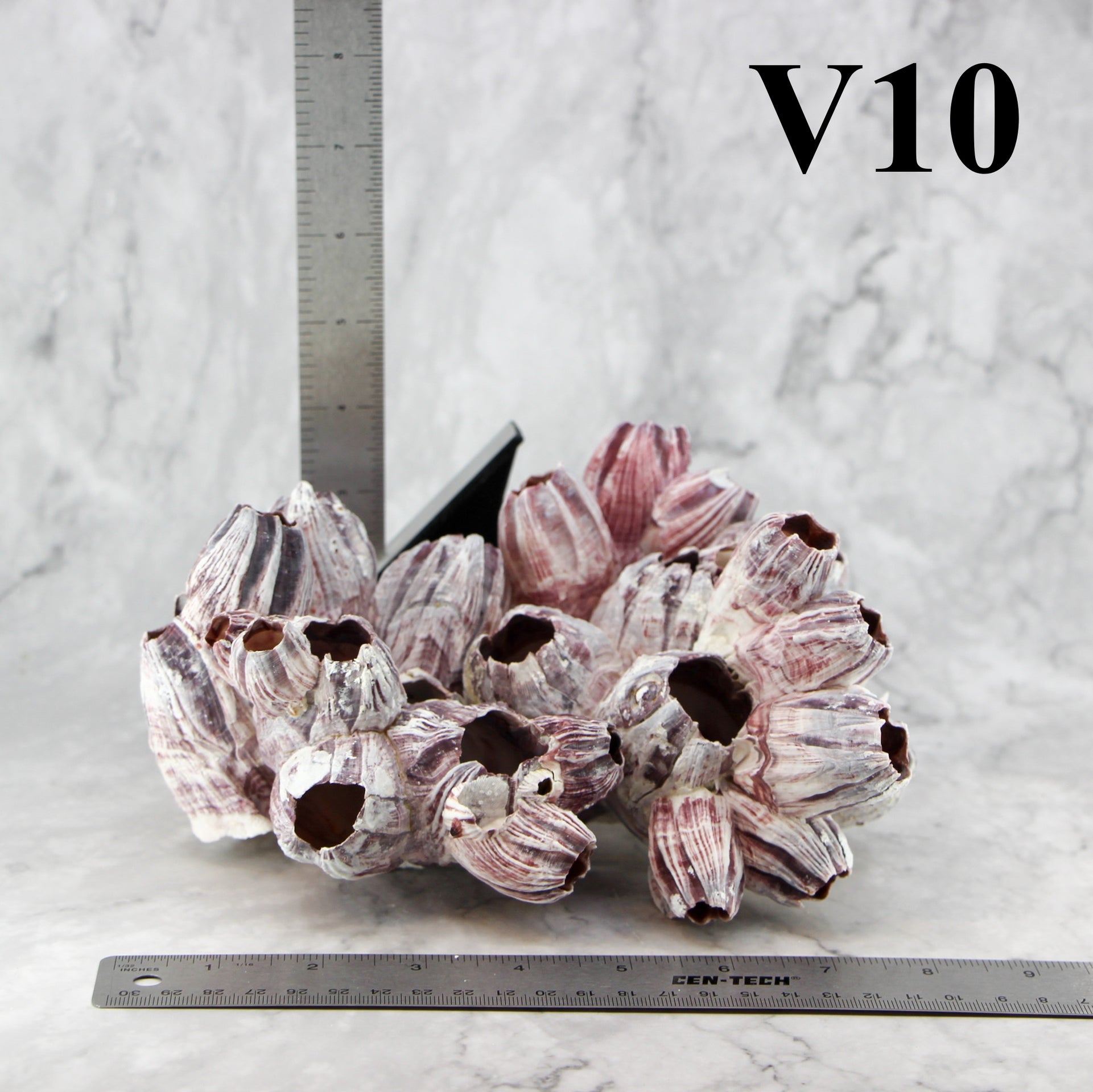 Percebes de 7 a 10 pulgadas
