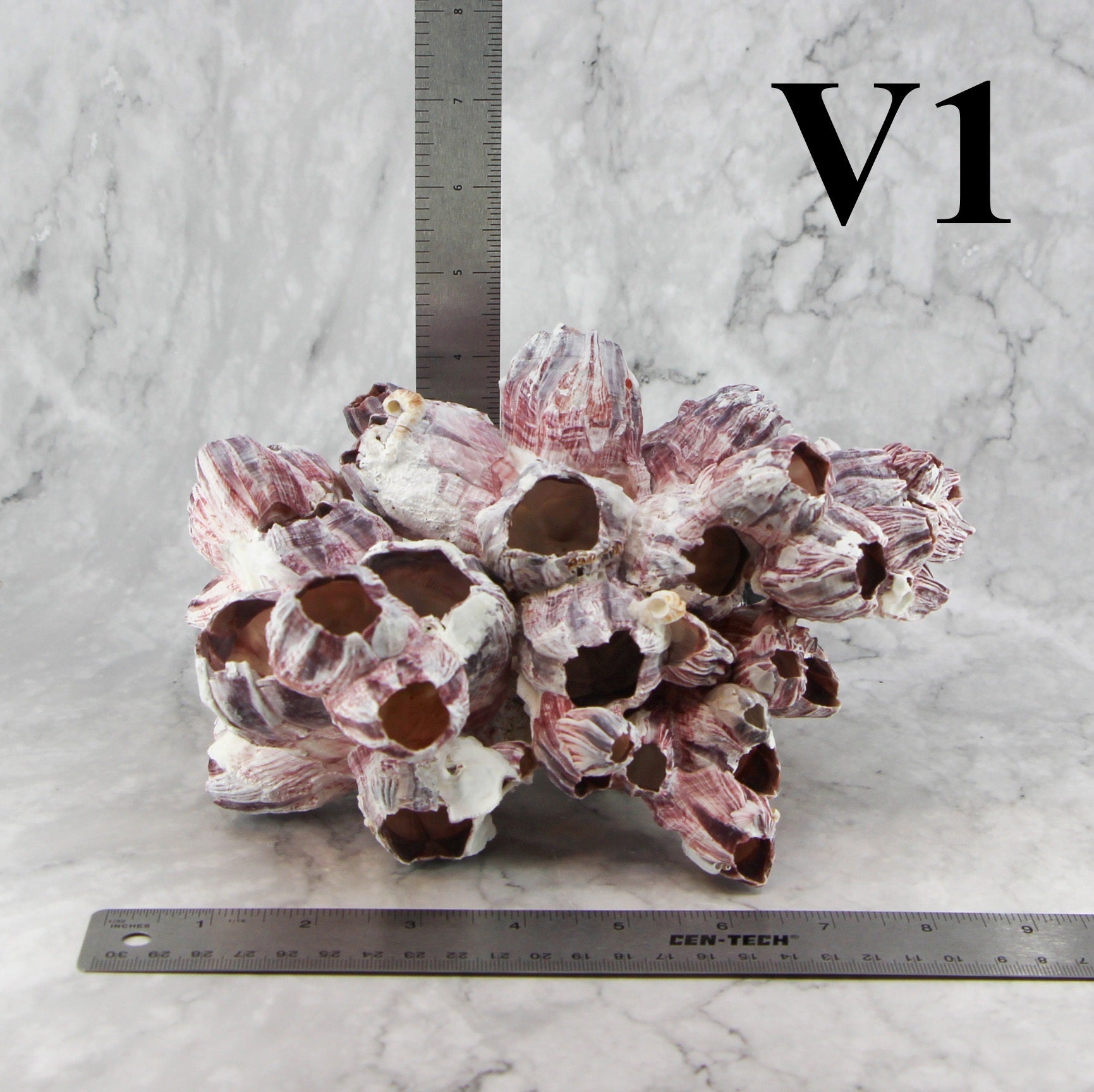 Percebes de 7 a 10 pulgadas