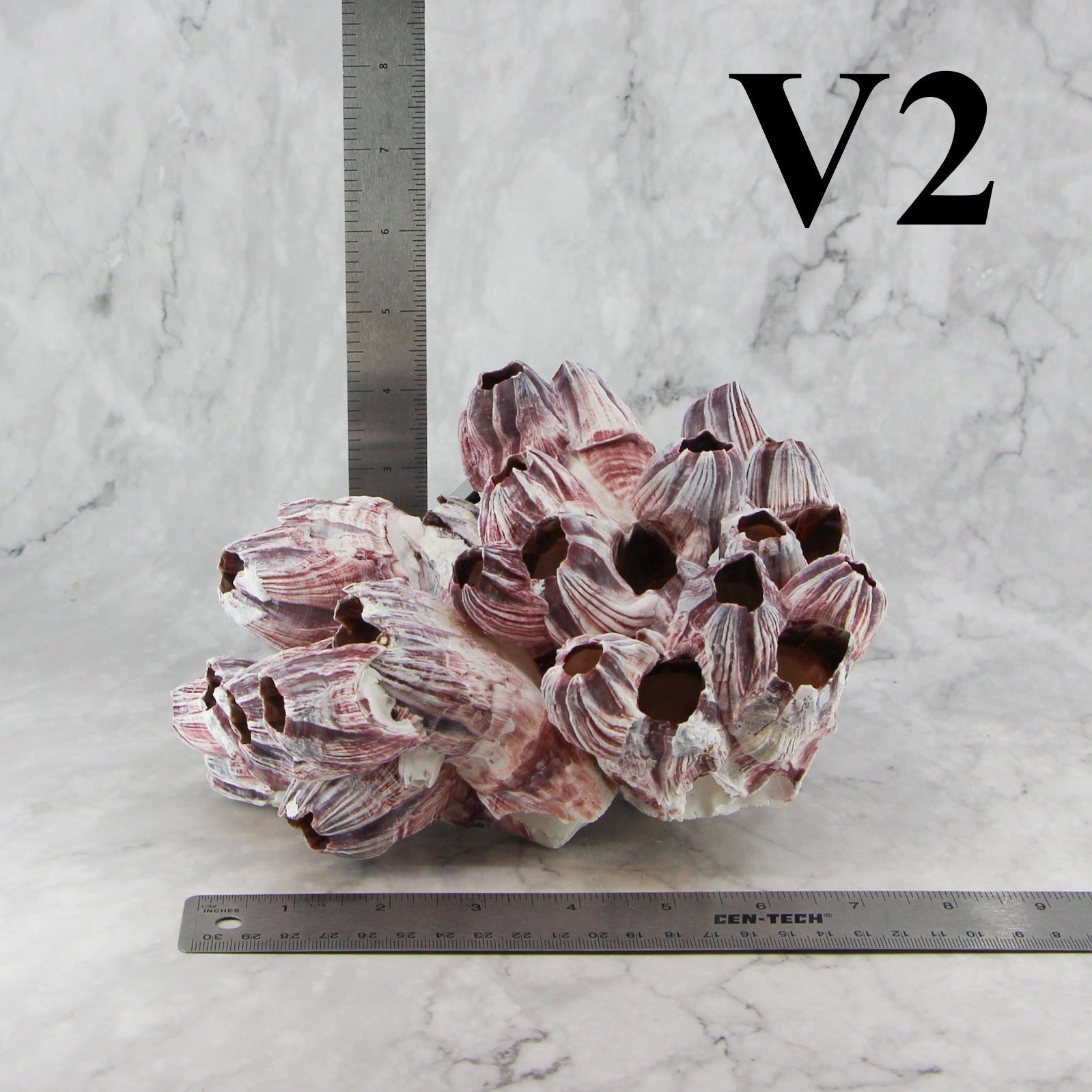 Percebes de 7 a 10 pulgadas