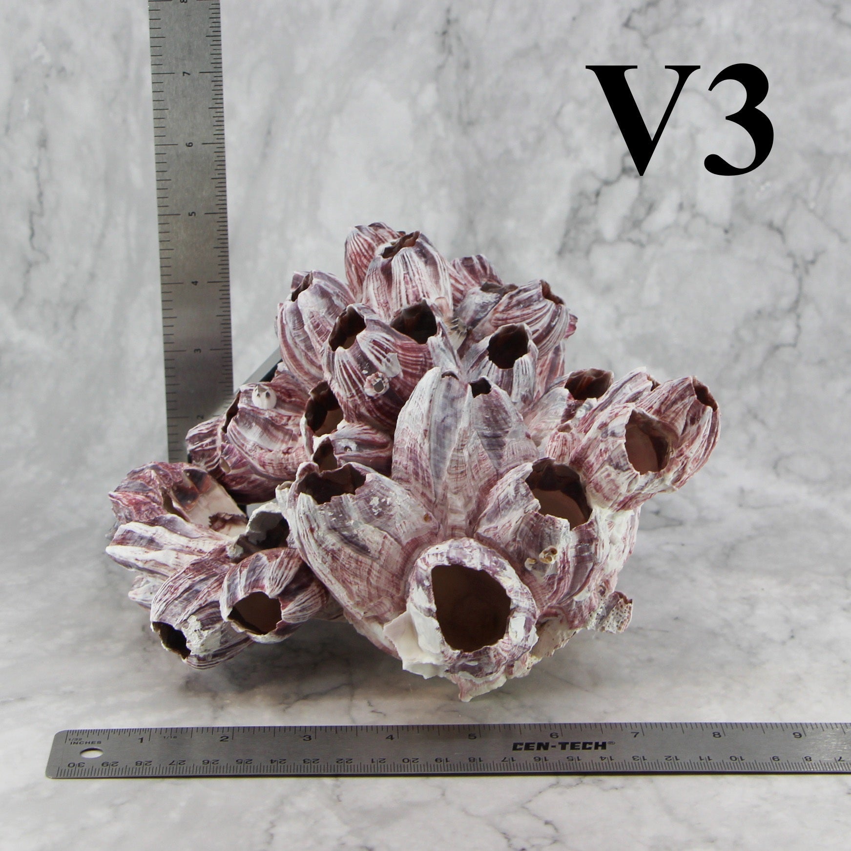 Percebes de 7 a 10 pulgadas