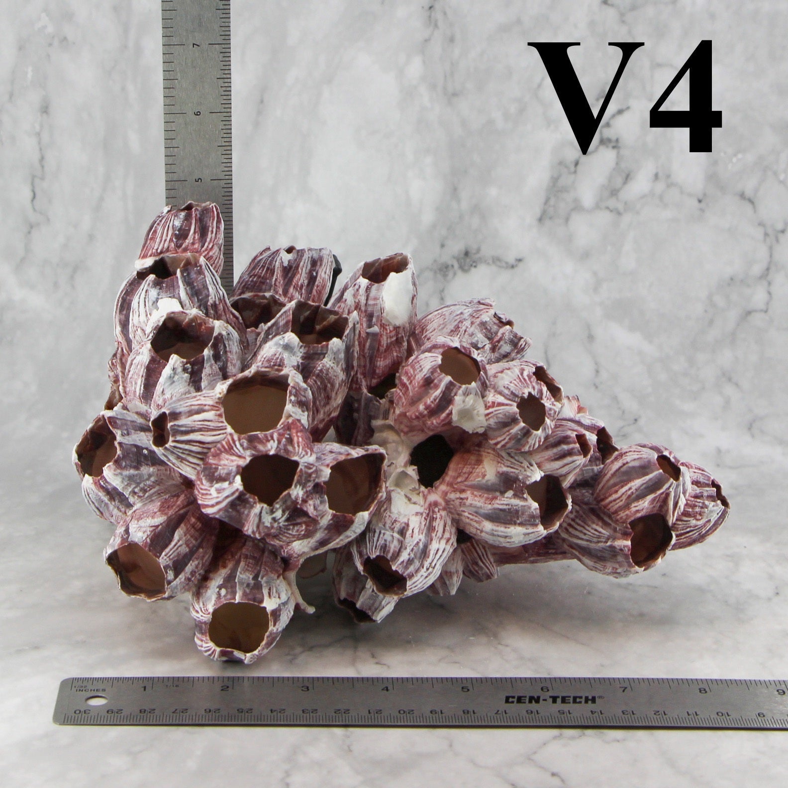 Percebes de 7 a 10 pulgadas