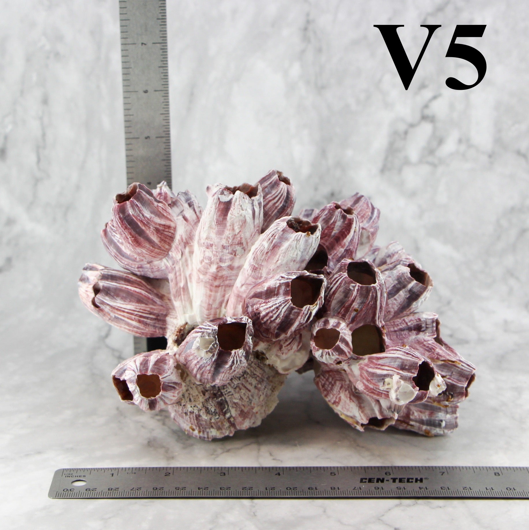 Percebes de 7 a 10 pulgadas