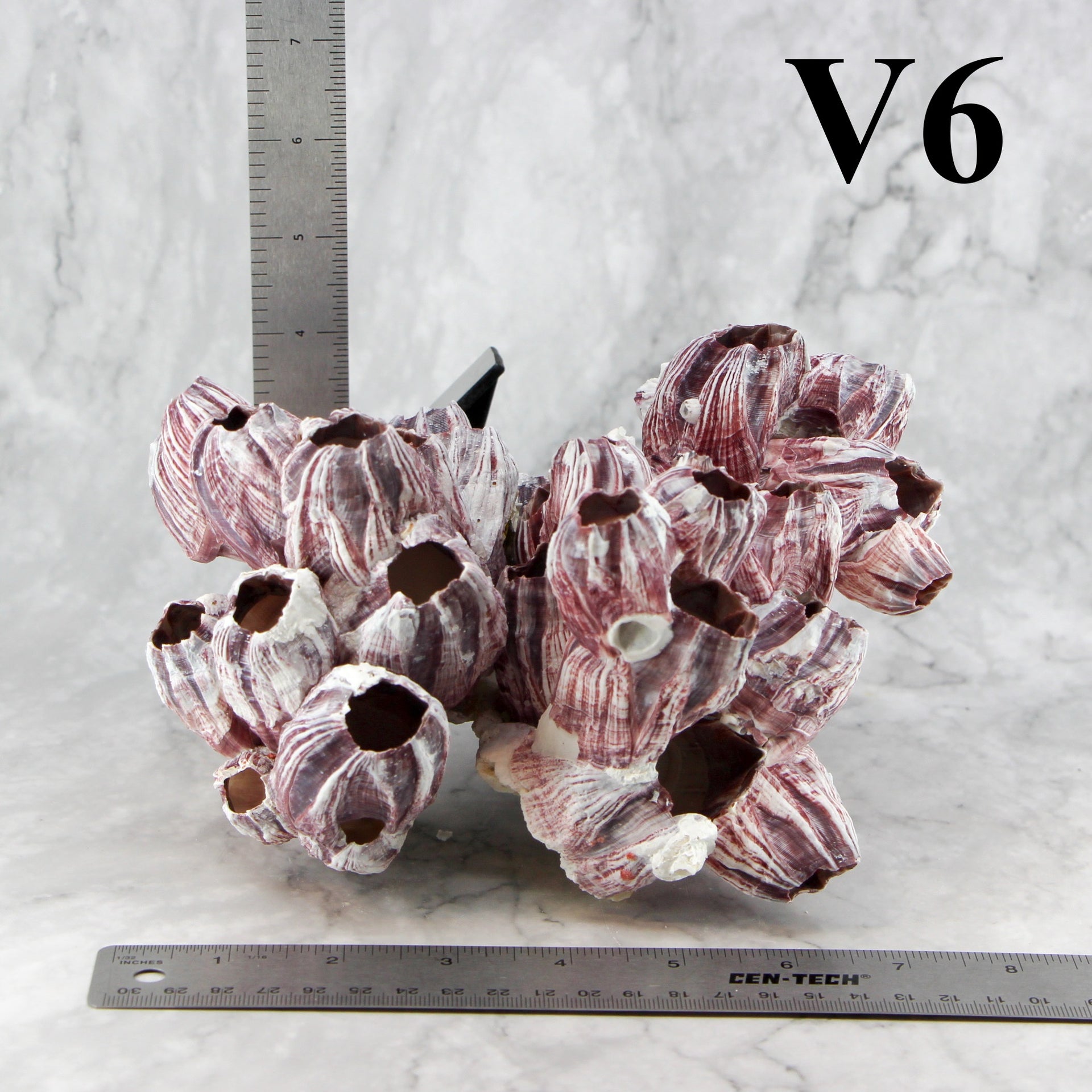 Percebes de 7 a 10 pulgadas