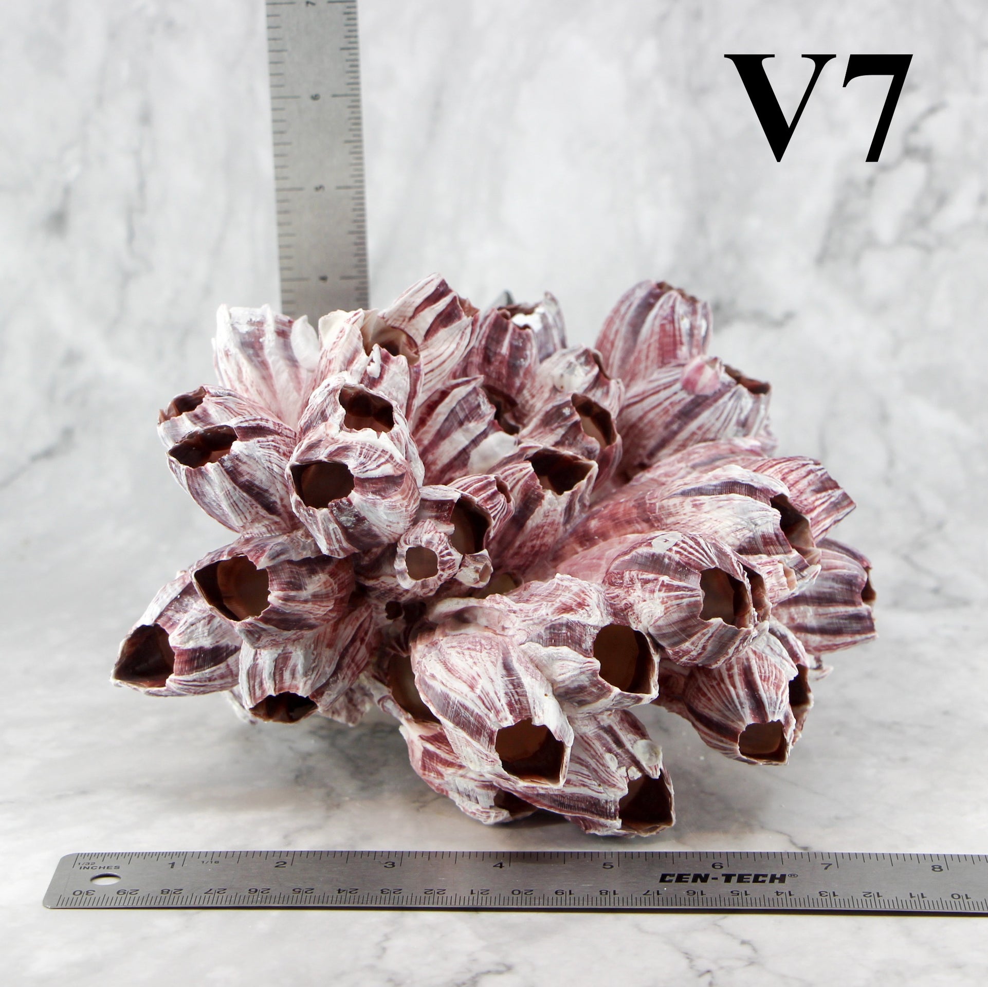 Percebes de 7 a 10 pulgadas