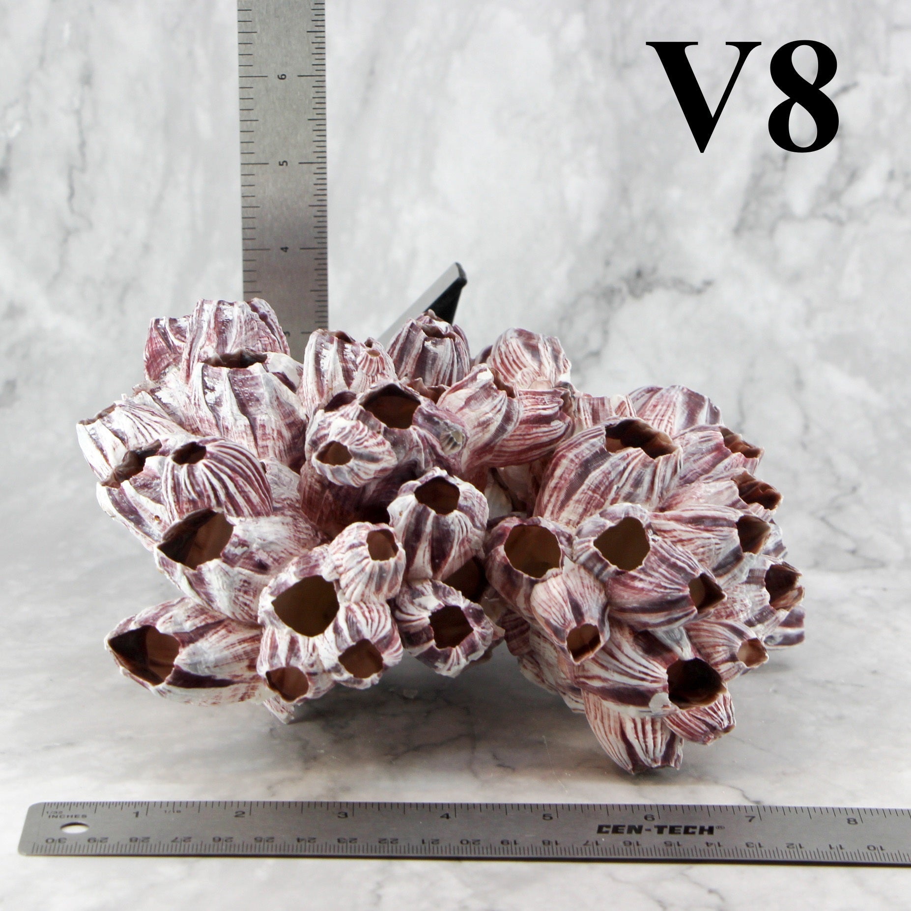 Percebes de 7 a 10 pulgadas