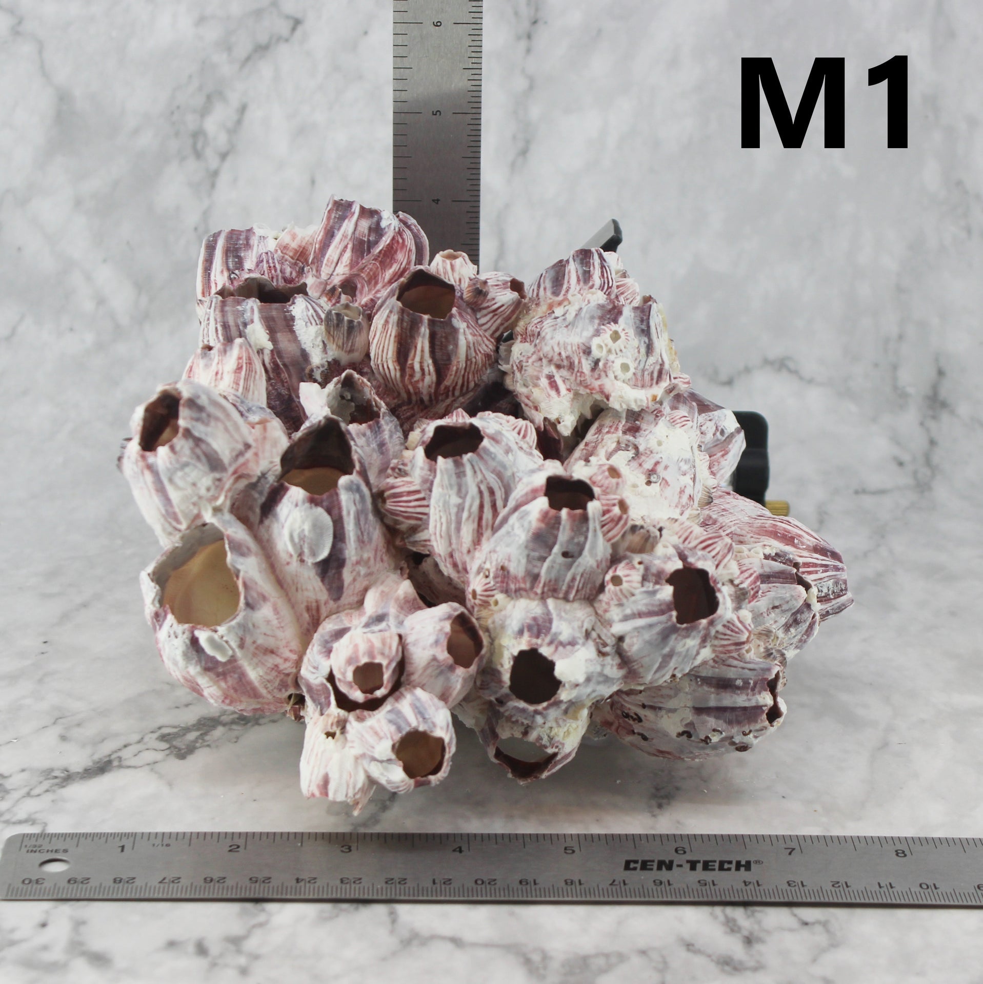 Percebes de 7 a 10 pulgadas