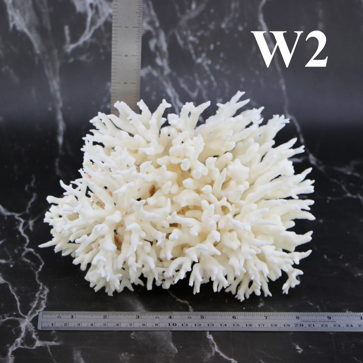 Birdsnest Coral 7-10"